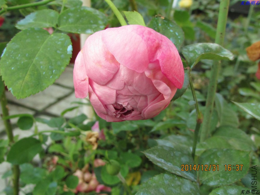 IMG_4245_nEO_IMG.jpg