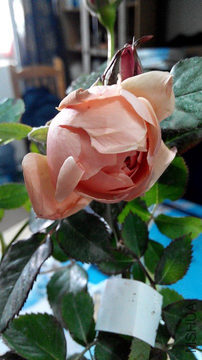 20141212133503.jpg