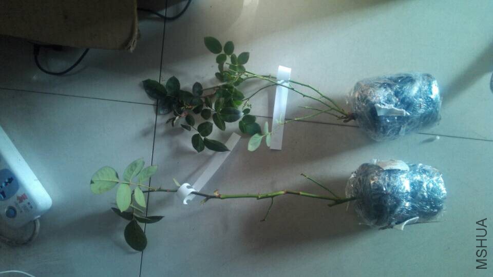 QQͼƬ20150103092537.jpg