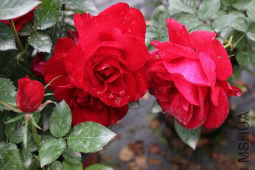 DPP_0010.JPG