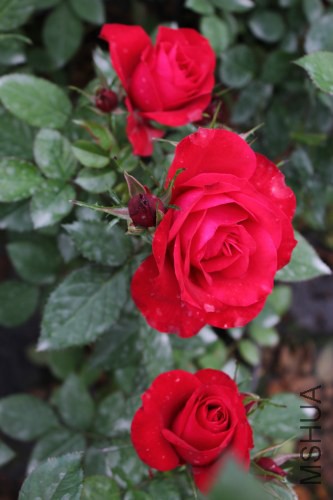 DPP_0011.JPG