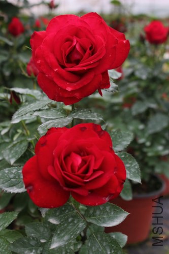 DPP_0014.JPG