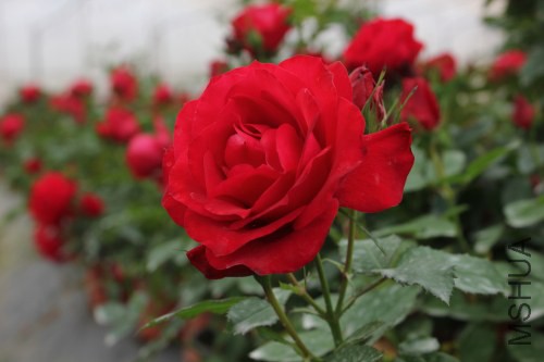 DPP_0015.JPG