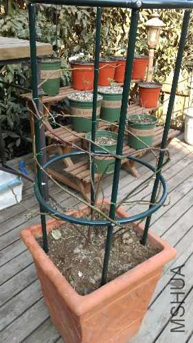 IMAG0527.jpg