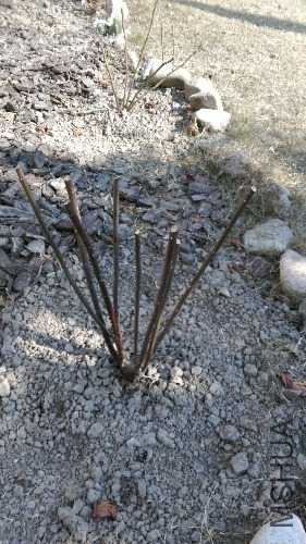 IMAG0530.jpg
