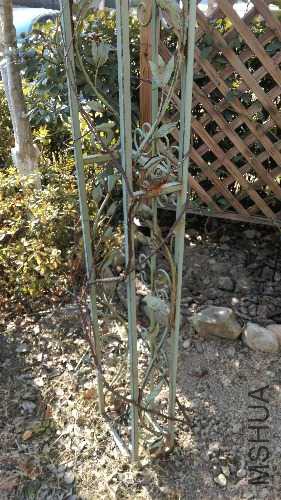 IMAG0531.jpg
