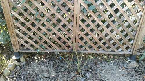 IMAG0532.jpg