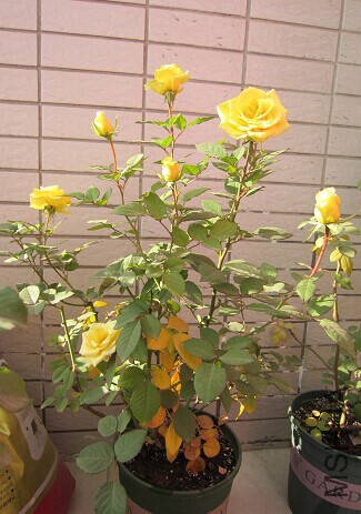 QQͼƬ20141230154530.jpg