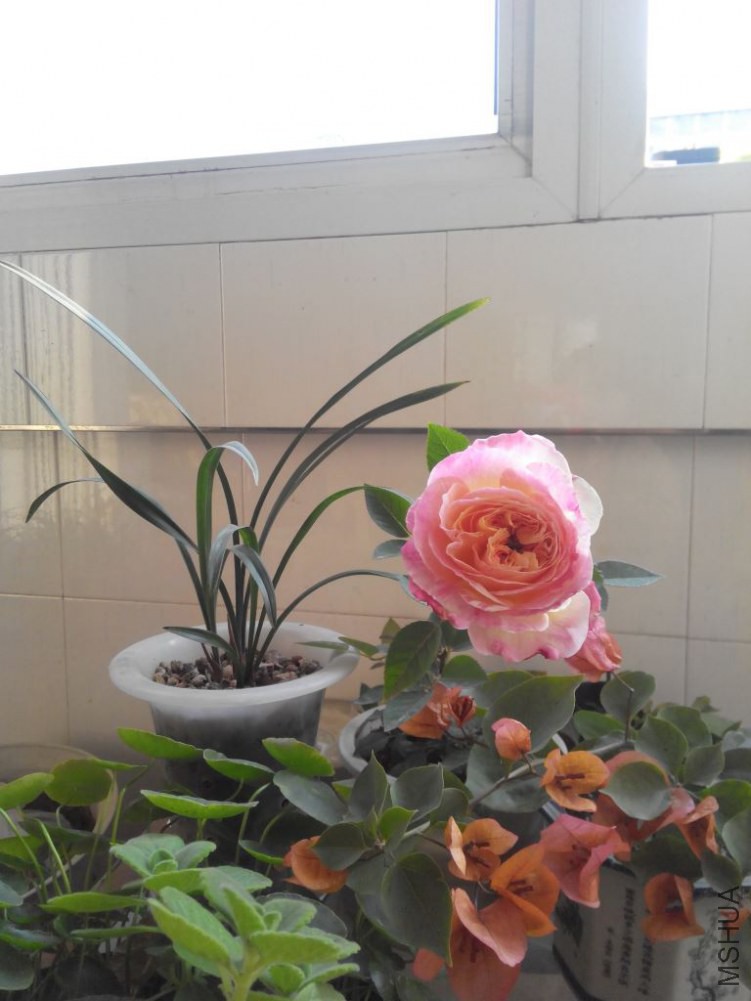 IMG_20150104_161048.jpg