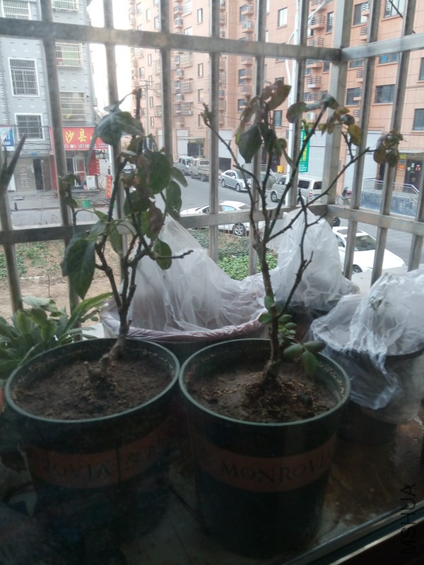 IMG_20150104_163339.jpg