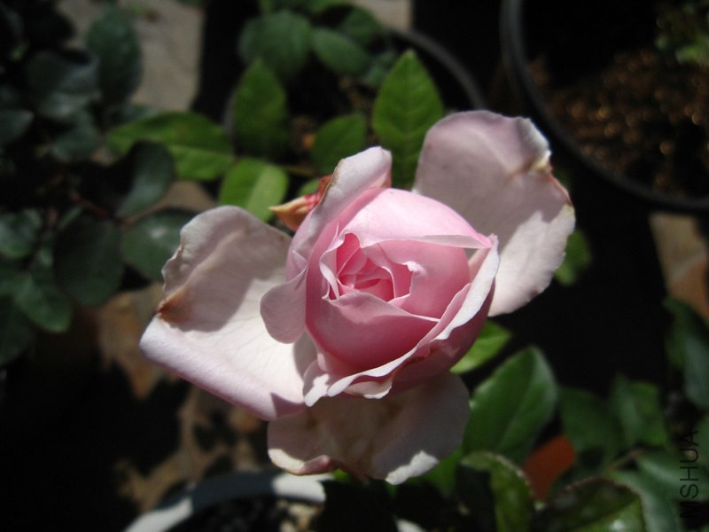IMG_3458.JPG
