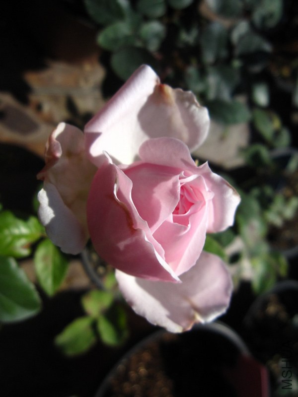 IMG_3462.JPG