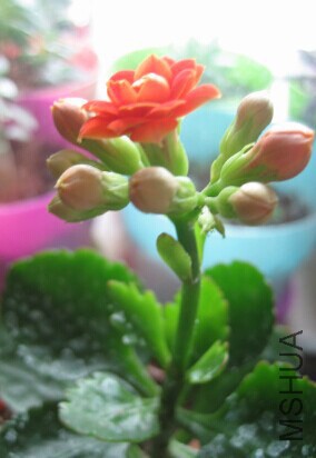 QQͼƬ20150105110348.jpg