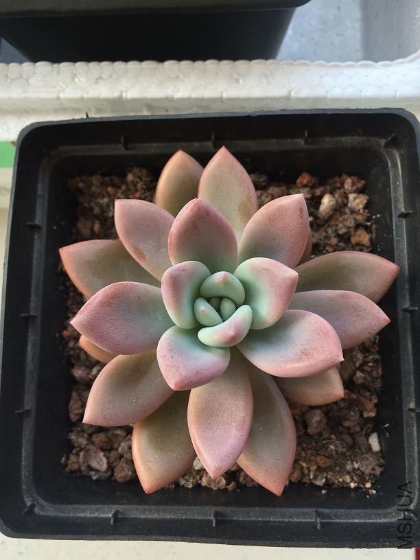 �������� 2015.01.04b.JPG