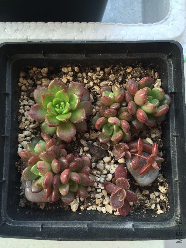����&amp;�챦ʯ 2015.01.04.JPG