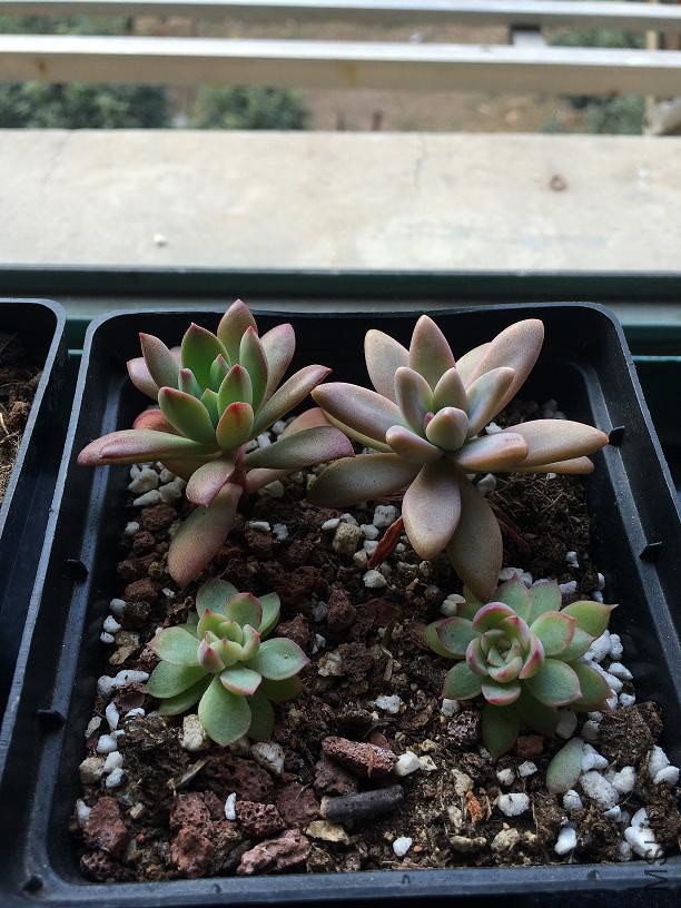 ������&amp;����&amp;Ů�� 2015.01.04.JPG
