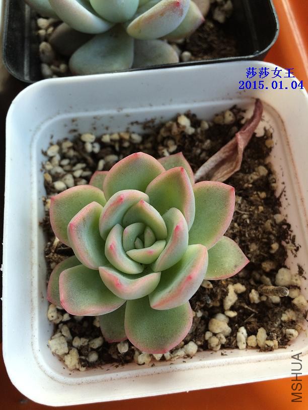 ɯɯŮ�� 2015.01.04.JPG