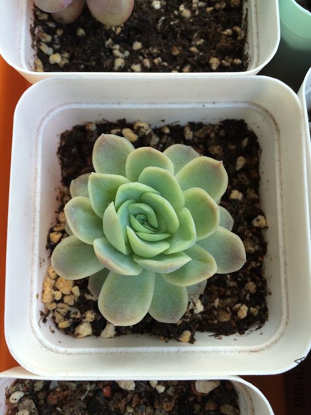 ��ݮ 2015.01.04.JPG