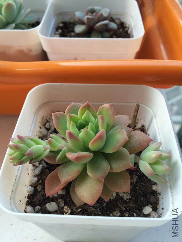 ����˹ 2015.01.04.JPG
