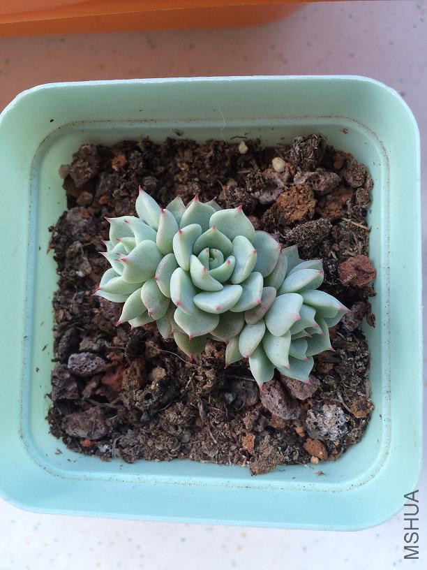 ��צ 2015.01.04b.JPG