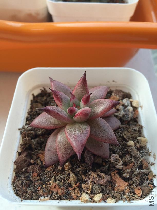 ����ŷ 2015.01.04.JPG