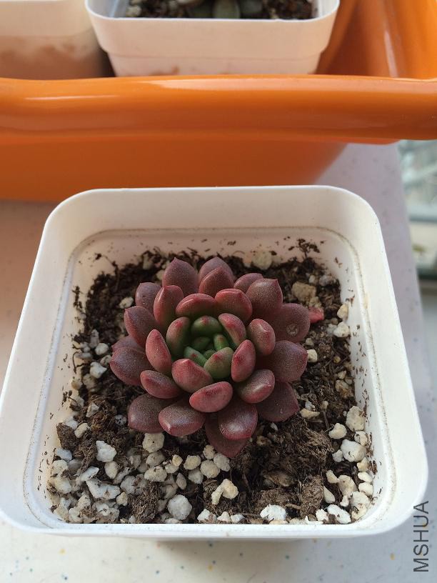 �챦ʯ 2015.01.04.JPG