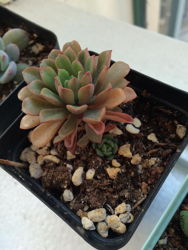 ��Ҷ�� 2015.01.04.JPG