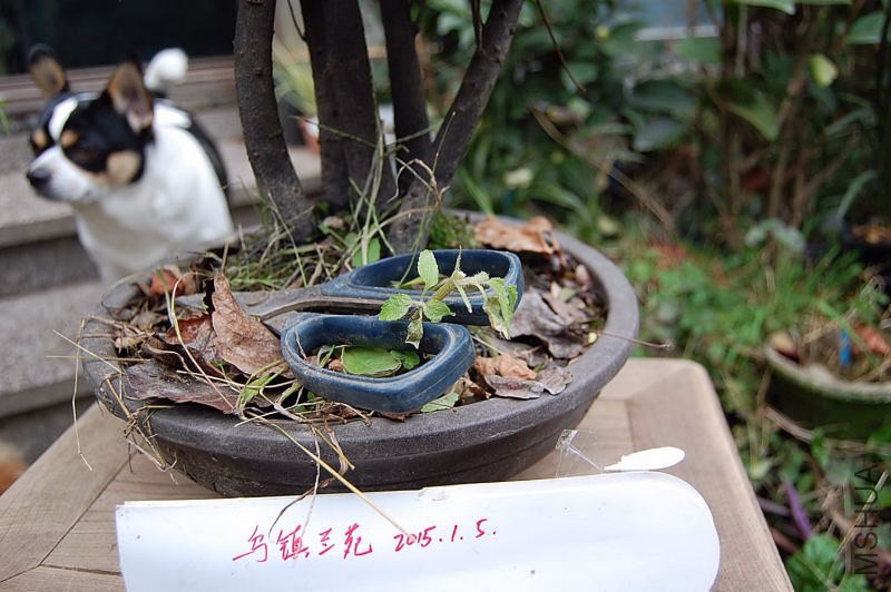 DSC_00490049.JPG
