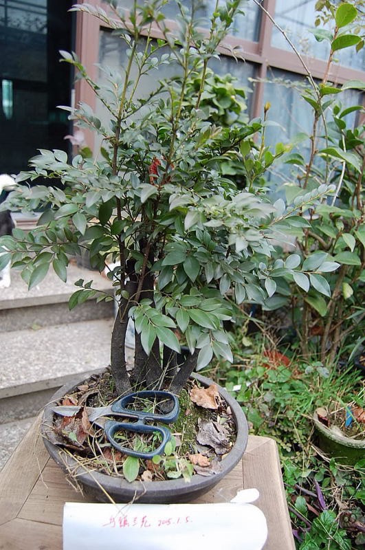 DSC_00440044.JPG