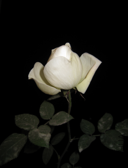 QQͼƬ20150105232400.png
