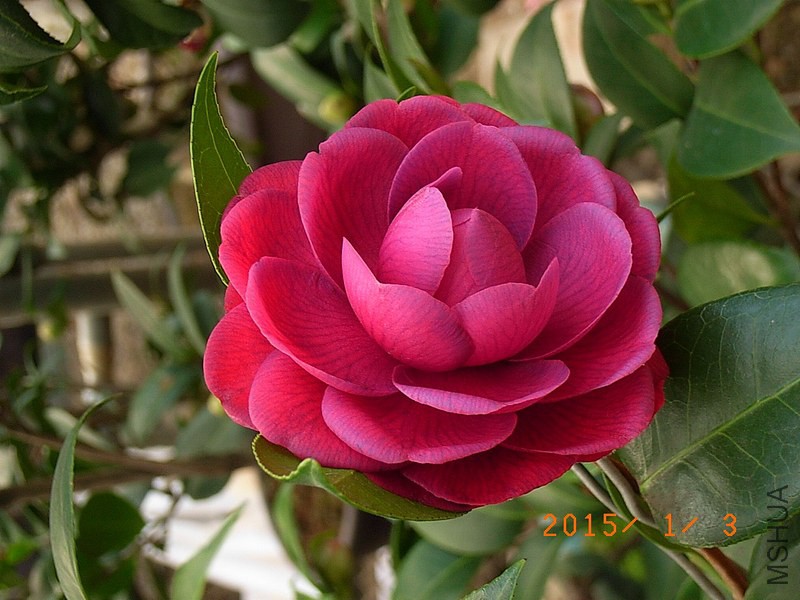 �ڎ�1a.JPG