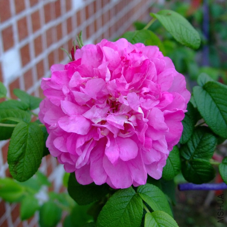 DSCF3847.jpg