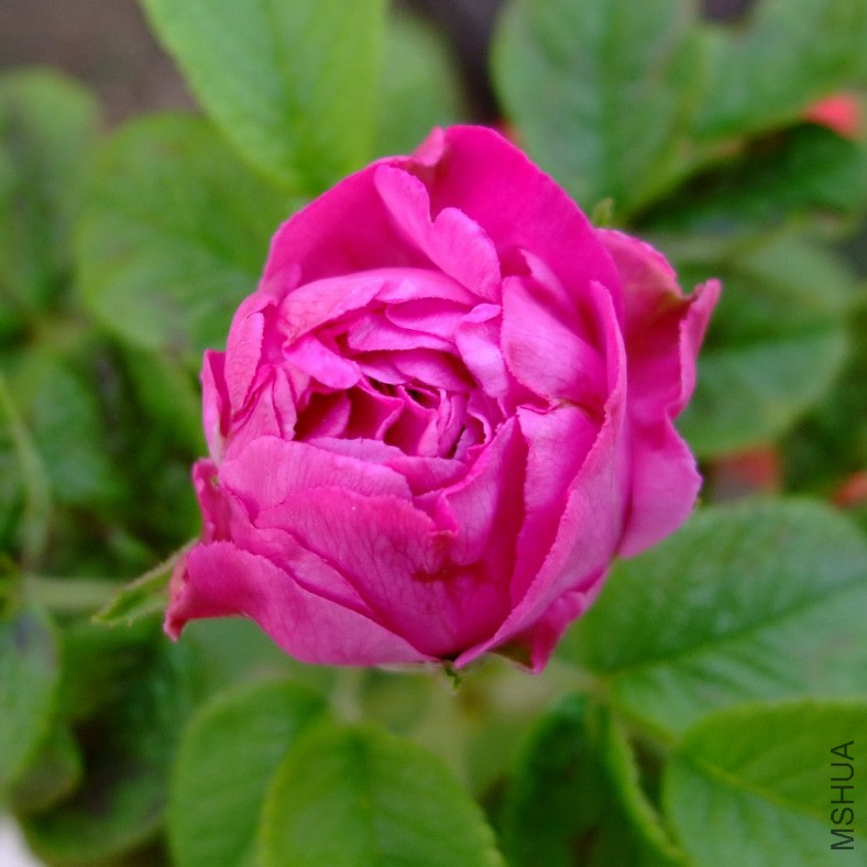 DSCF09071.jpg