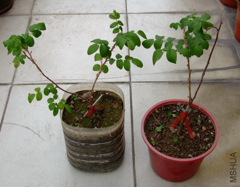 DSCF65770.jpg