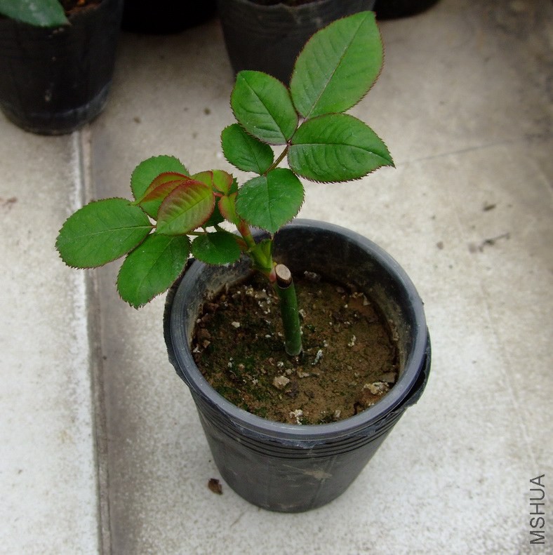 DSCF65920.jpg