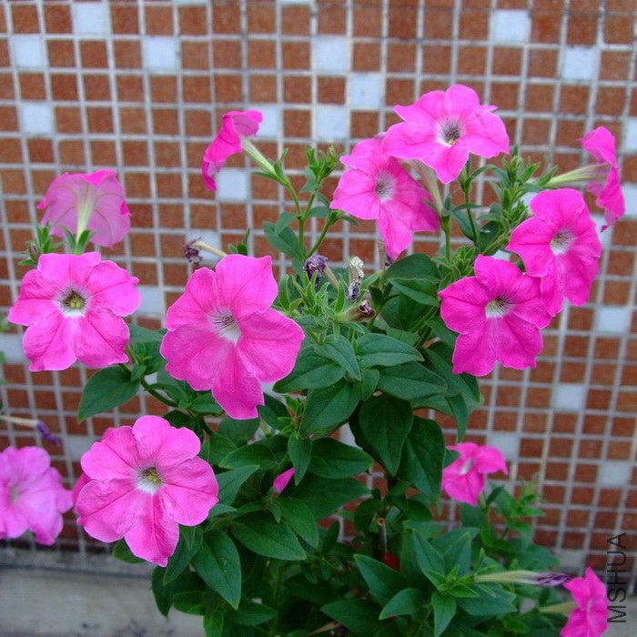 DSCF204800.jpg