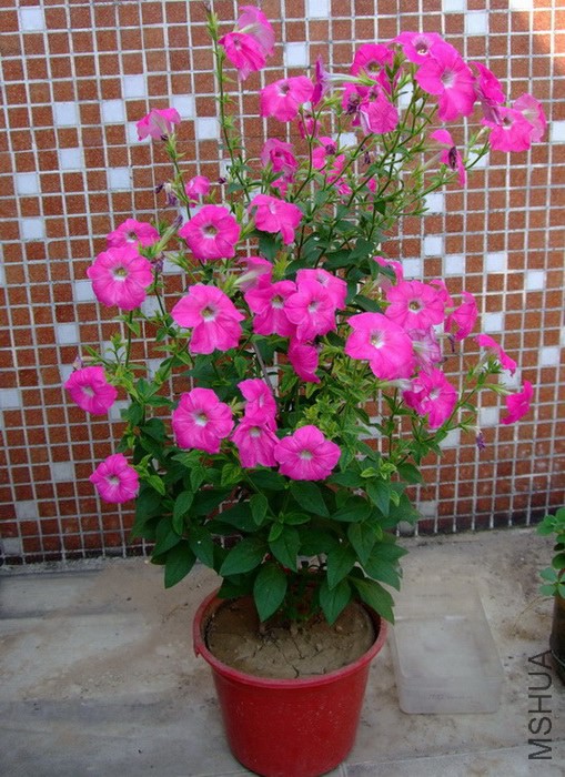 DSCF250100000.jpg