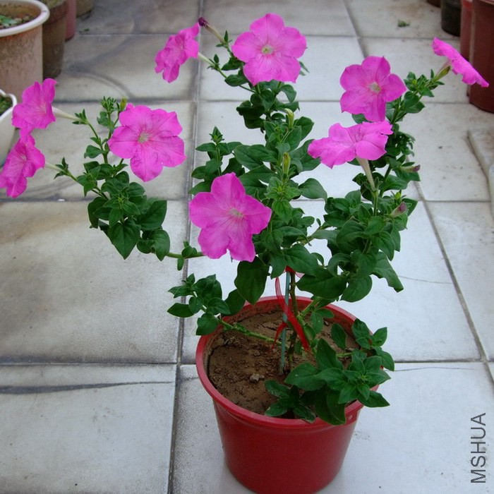 DSCF182400.jpg