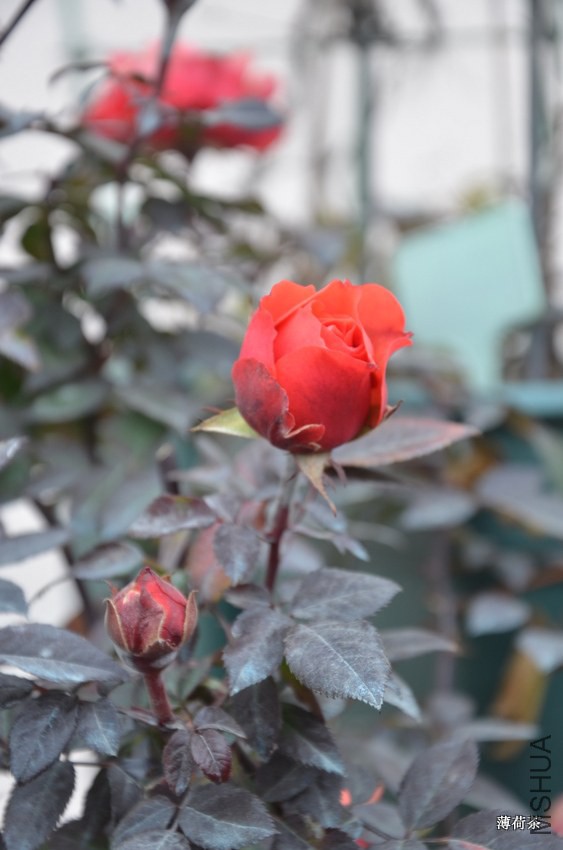 DSC_3413.JPG