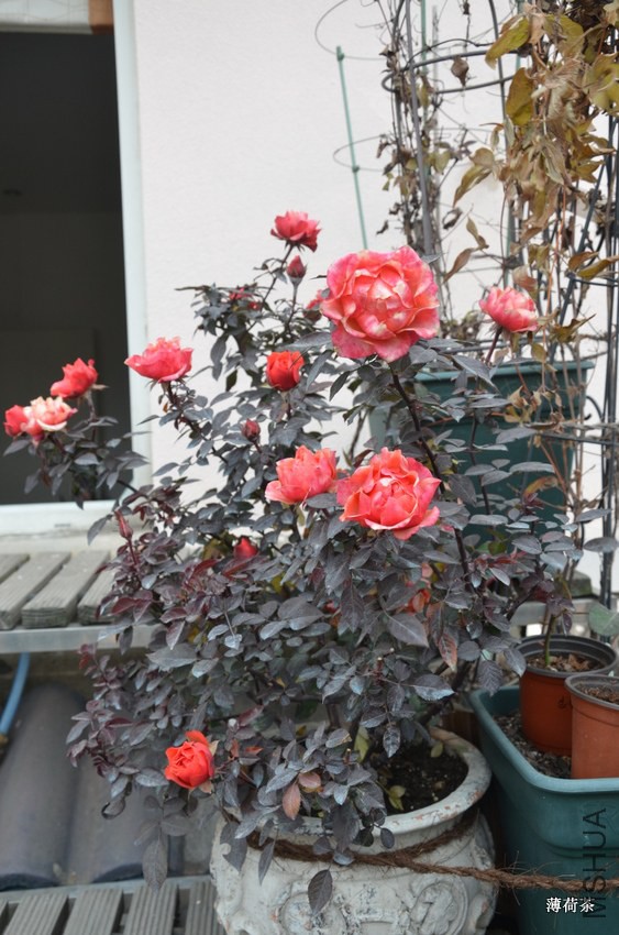 DSC_3417.JPG