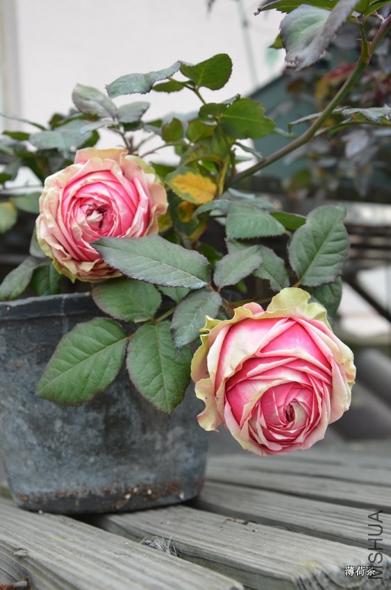 DSC_3418.JPG