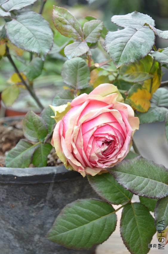 DSC_3422.JPG