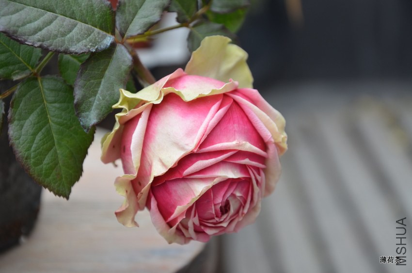 DSC_3426.JPG