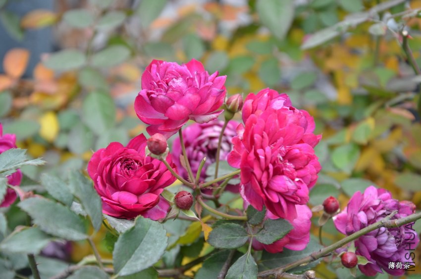 DSC_3434.JPG