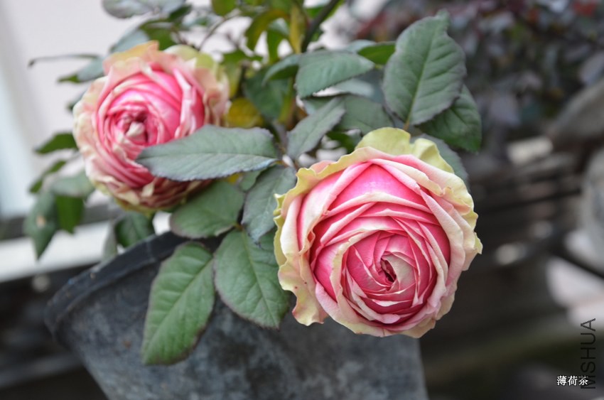 DSC_3433.JPG