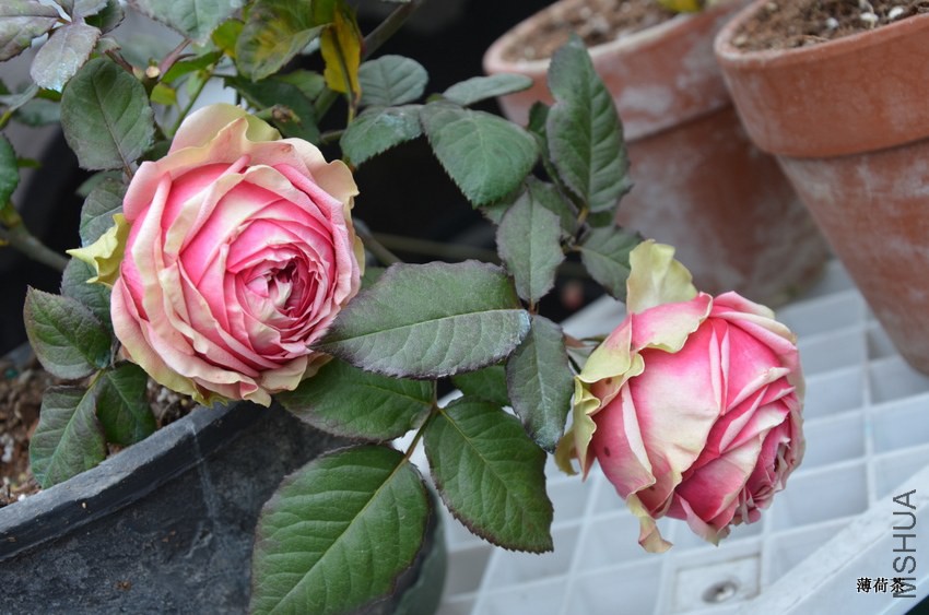 DSC_3435.JPG
