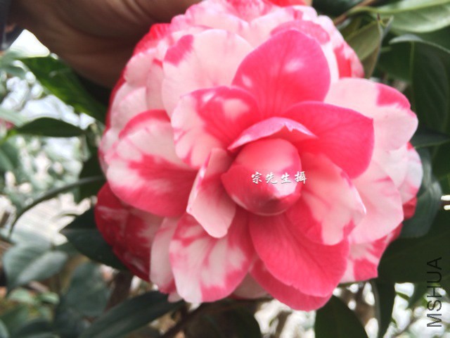 �Ͼ���