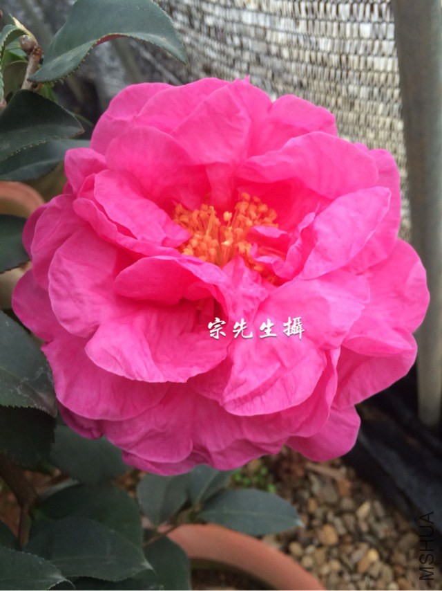 ĵ���ʺ�