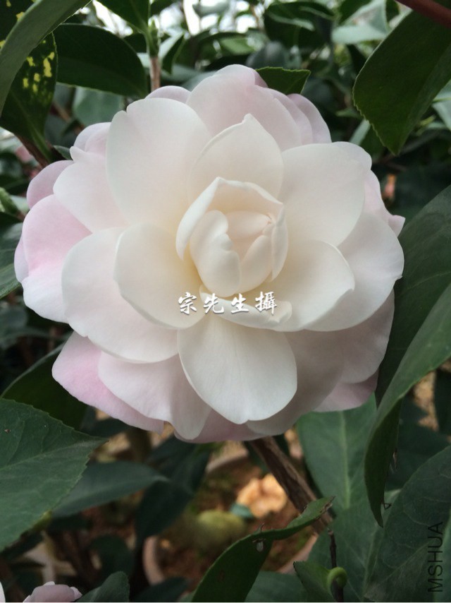 **�ʺ�