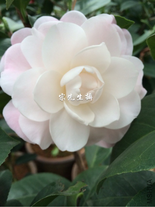 **�ʺ�